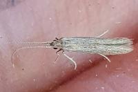 Coleophora
