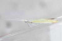Coleophora