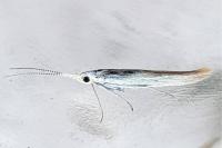 Coleophora