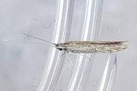 Coleophora