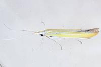 Coleophora
