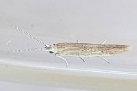 Coleophora