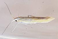 Coleophora