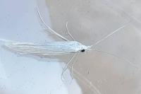 Coleophora