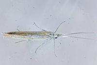 Coleophora