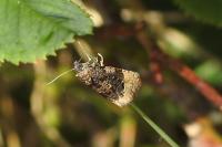 Hedya ochroleucana