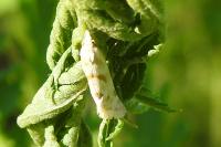 Aethes smeathmanniana