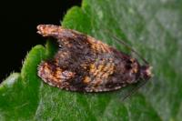 Celypha aurofasciana