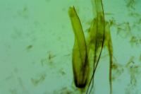 Teleiopsis diffinis