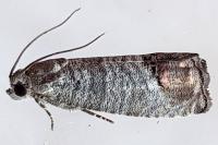Cydia pomonella