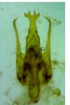 Psoricoptera gibbosella