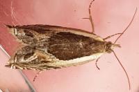 Ancylis apicella