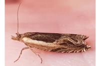 Ancylis apicella