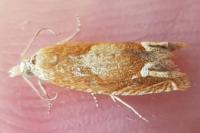 Eucosma conterminana