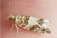 Crocidosema plebejana