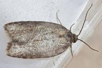 Acleris