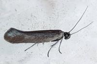 Scythris