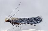 Stomopteryx