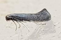 Tinagma ocnerostomella