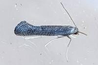 Tinagma ocnerostomella