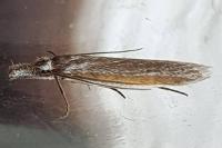 Pleurota ericella