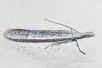 Pleurota ericella