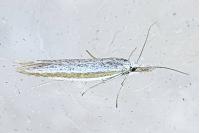 Pleurota ericella