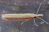 Pleurota