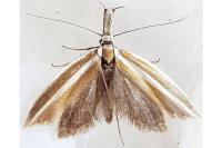 Pleurota aristella