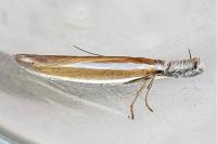 Pleurota aristella