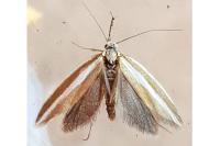 Pleurota aristella
