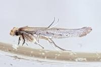 Zelleria hepariella