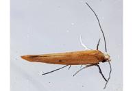 Zelleria hepariella