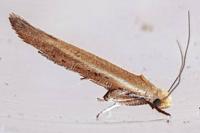 Zelleria hepariella