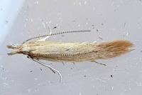 Megacraspedus