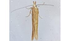 Megacraspedus
