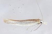 Megacraspedus