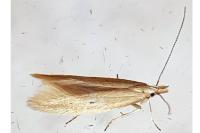 Megacraspedus