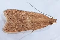 Helcystogramma lutatella