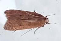 Acompsia