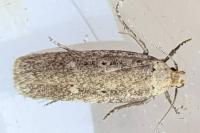 Platyedra subcinerea