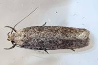 Platyedra subcinerea