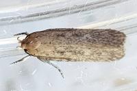 Platyedra subcinerea