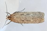 Platyedra subcinerea