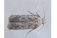 Platyedra subcinerea