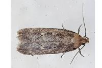 Platyedra subcinerea