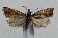 Dichrorampha acuminatana