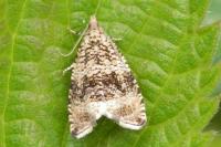 Celypha lacunana