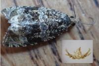 Celypha lacunana
