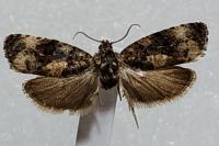 Endothenia gentianaeana